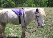Turquoise Bareback Saddle with Stirrups E56824