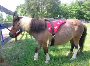 Turquoise Bareback Saddle with Stirrups E56824