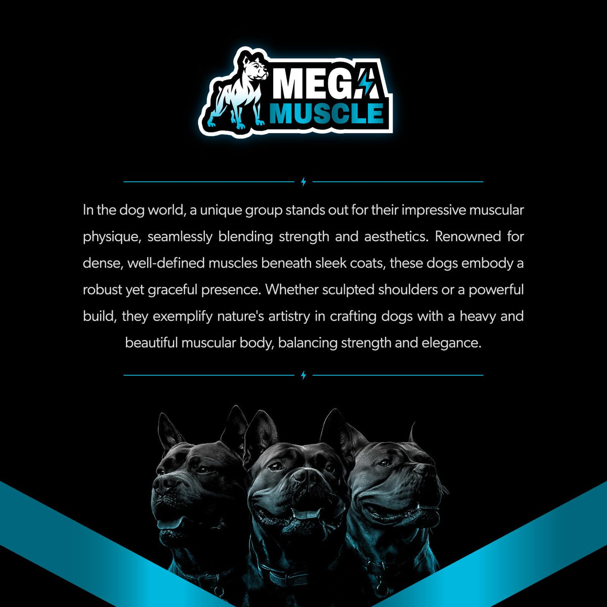 Dog Muscle Support Powder Blue Mussel Bone Broth Food Topper 3.2 oz C26502