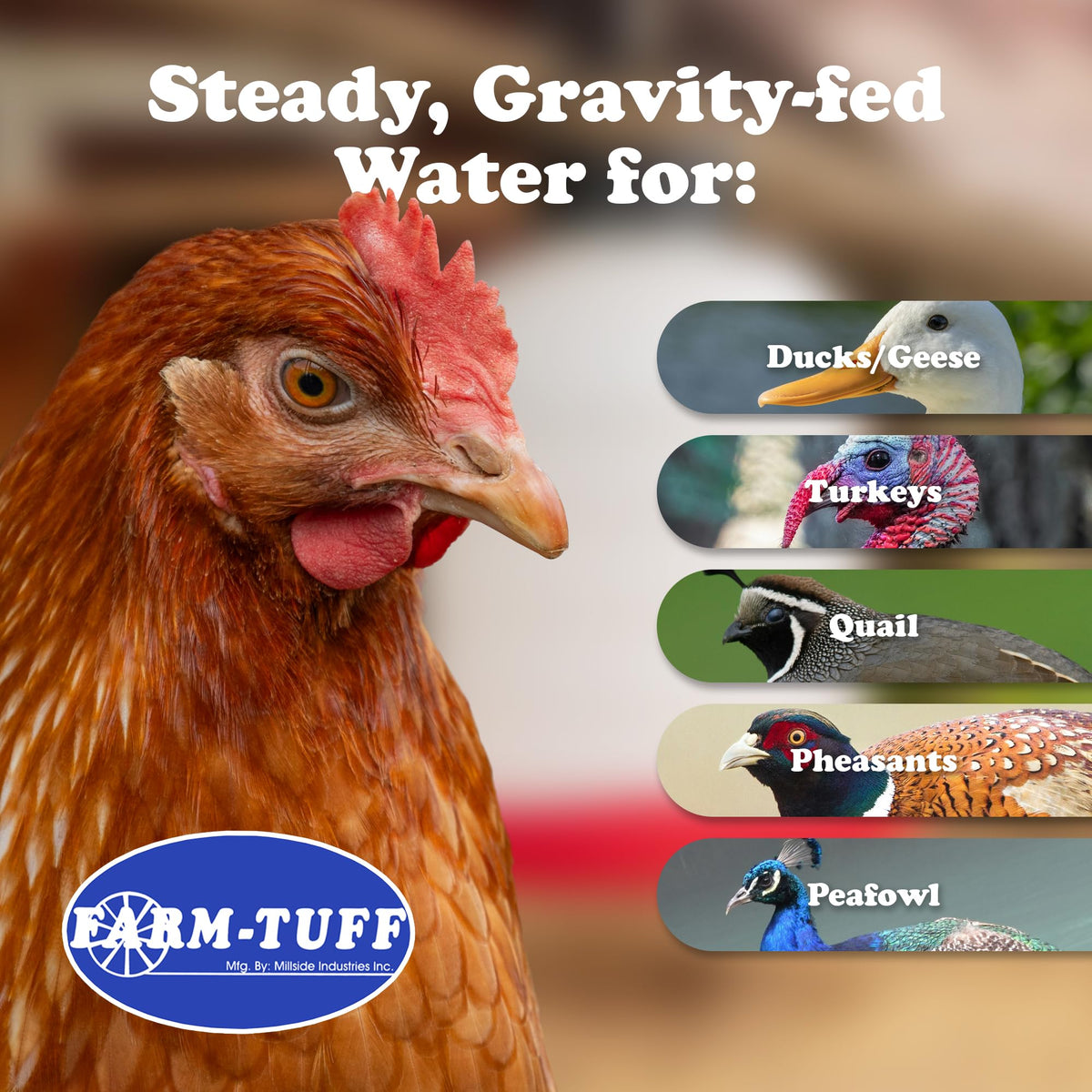 5-Gallon Hanging Chicken Waterer G735